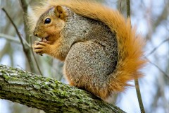Squirrel