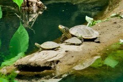 Turtle