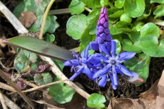 Twin Leaf Squill, Scilla Bifolia