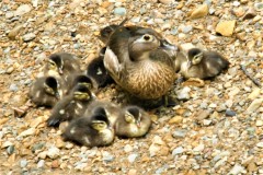Wood Duck