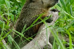 Woodchuck