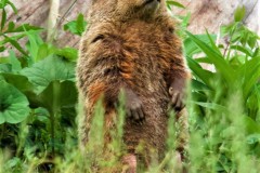 Woodchuck