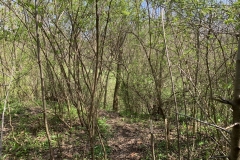 the-Ridge-on-Williams-Creek-Slightly-Overgrown-1-1