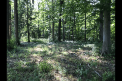 the-Ridge-on-Williams-Creek-Slightly-Overgrown-1-3