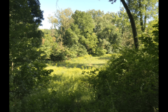 the-Ridge-on-Williams-Creek-Slightly-Overgrown-2-1