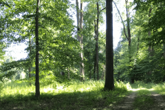 the-Ridge-on-Williams-Creek-Slightly-Overgrown-2-2