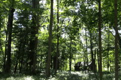 the-Ridge-on-Williams-Creek-Slightly-Overgrown-2-3