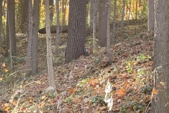 the-Ridge-on-Williams-Creek-who-are-you-2